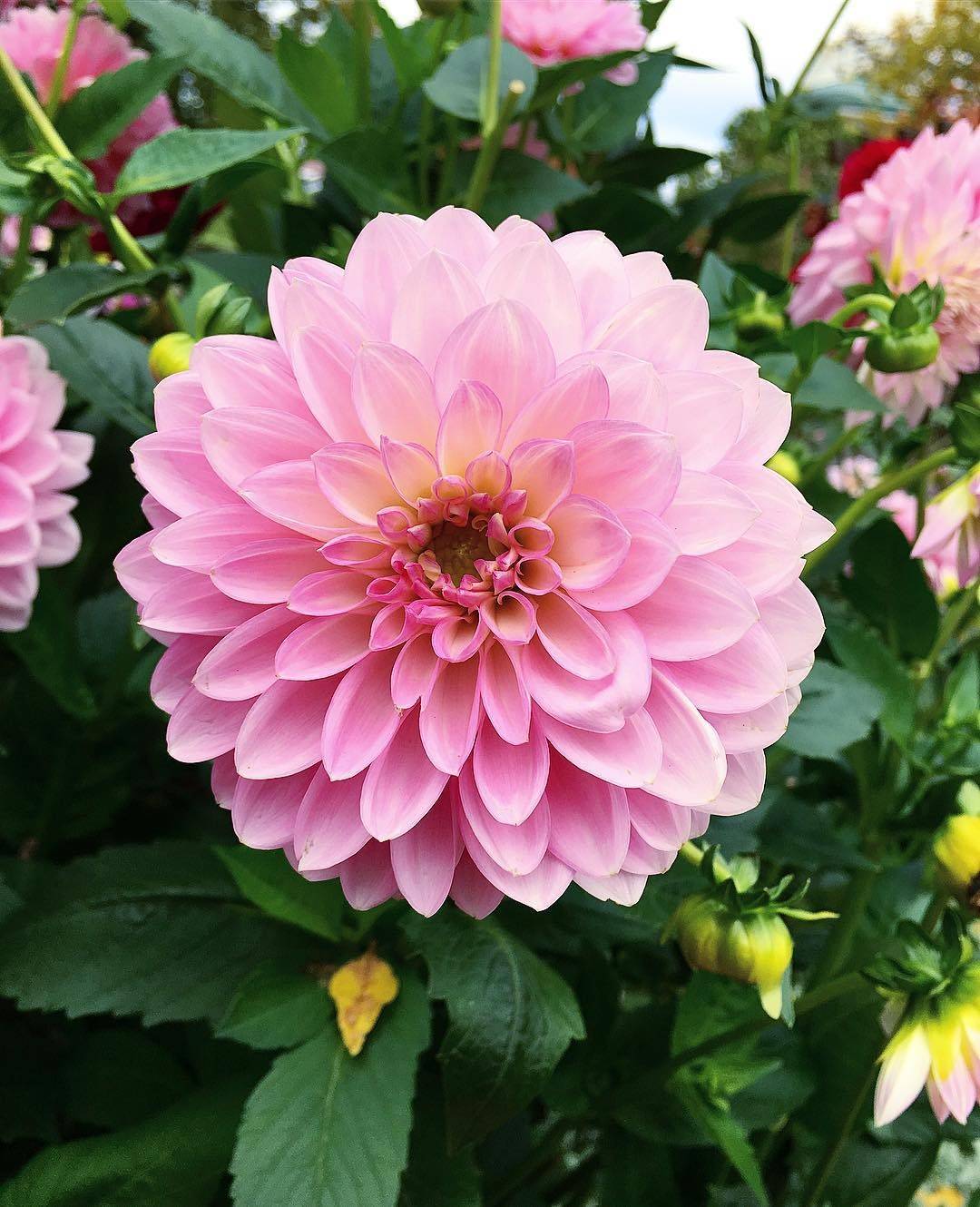 Flowers to Plant in Autumn