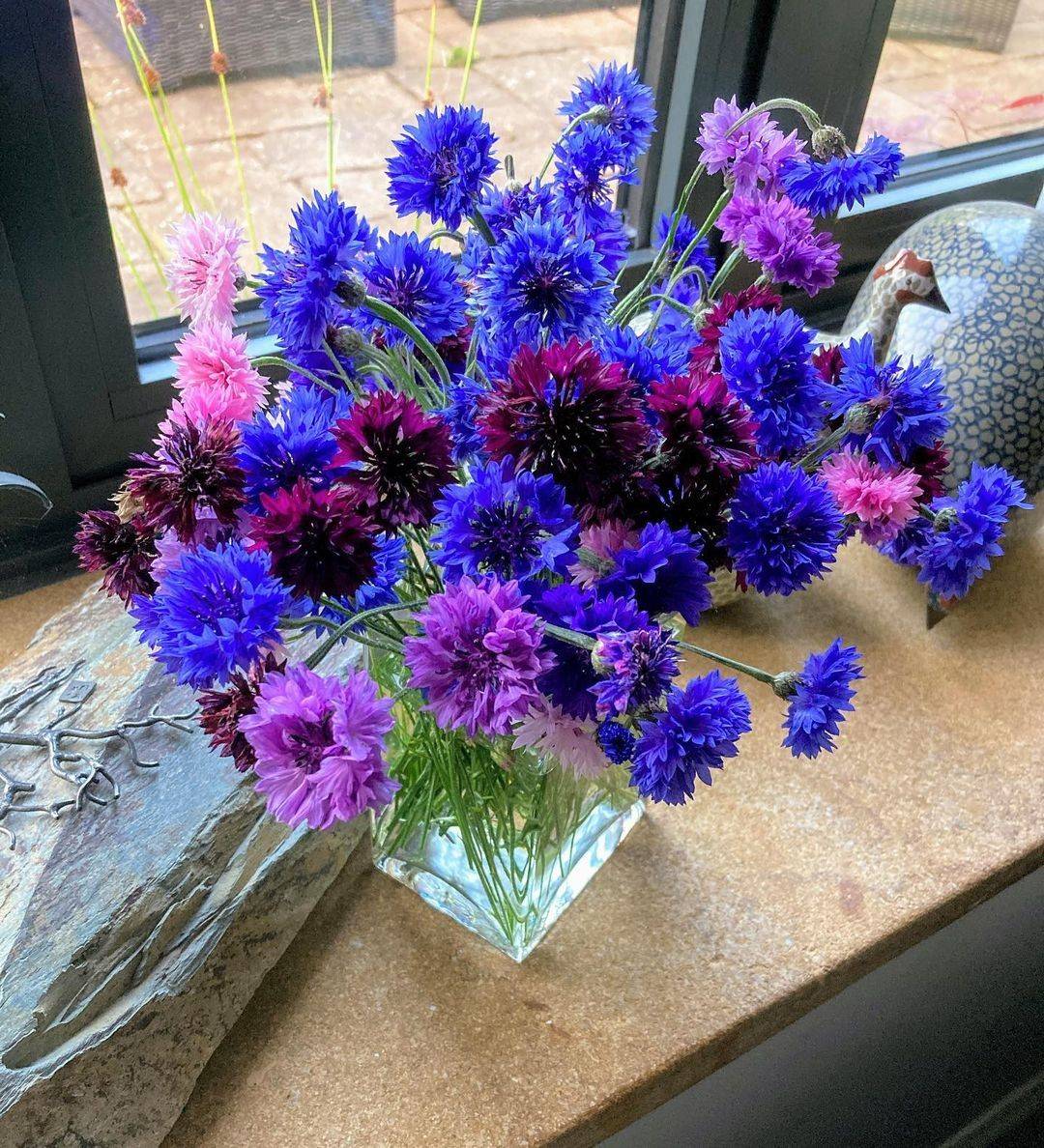 Flowers to Plant in Autumn