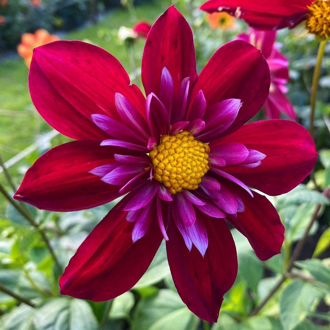 Flowers to Plant in Autumn