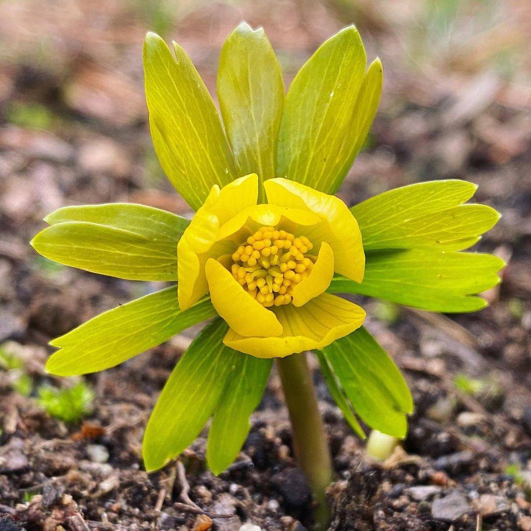 Flowers to Plant in Autumn