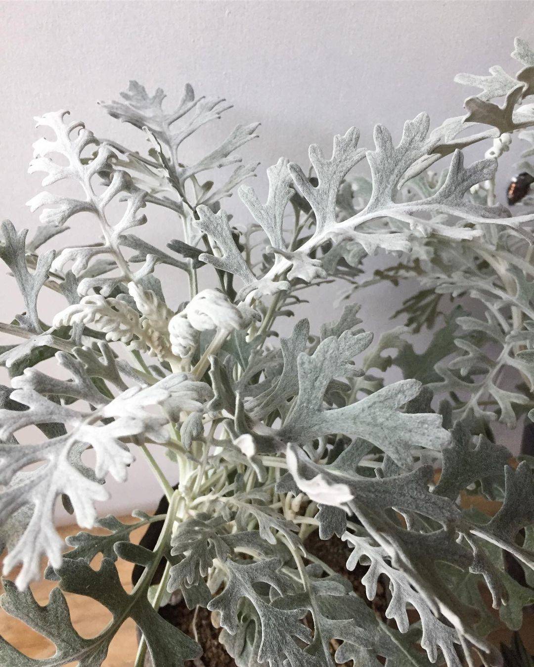 Flowers to Plant in Autumn