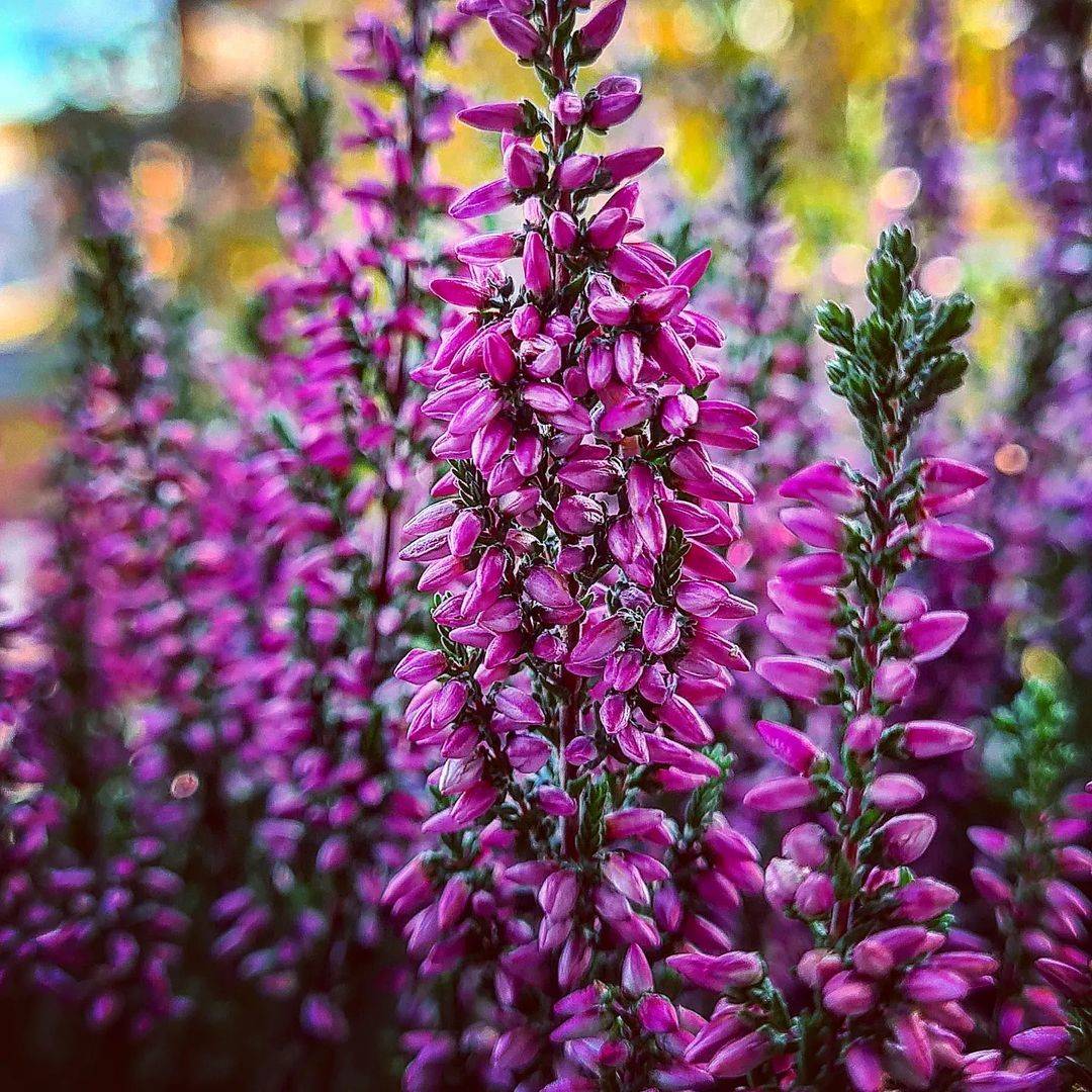 Flowers to Plant in Autumn