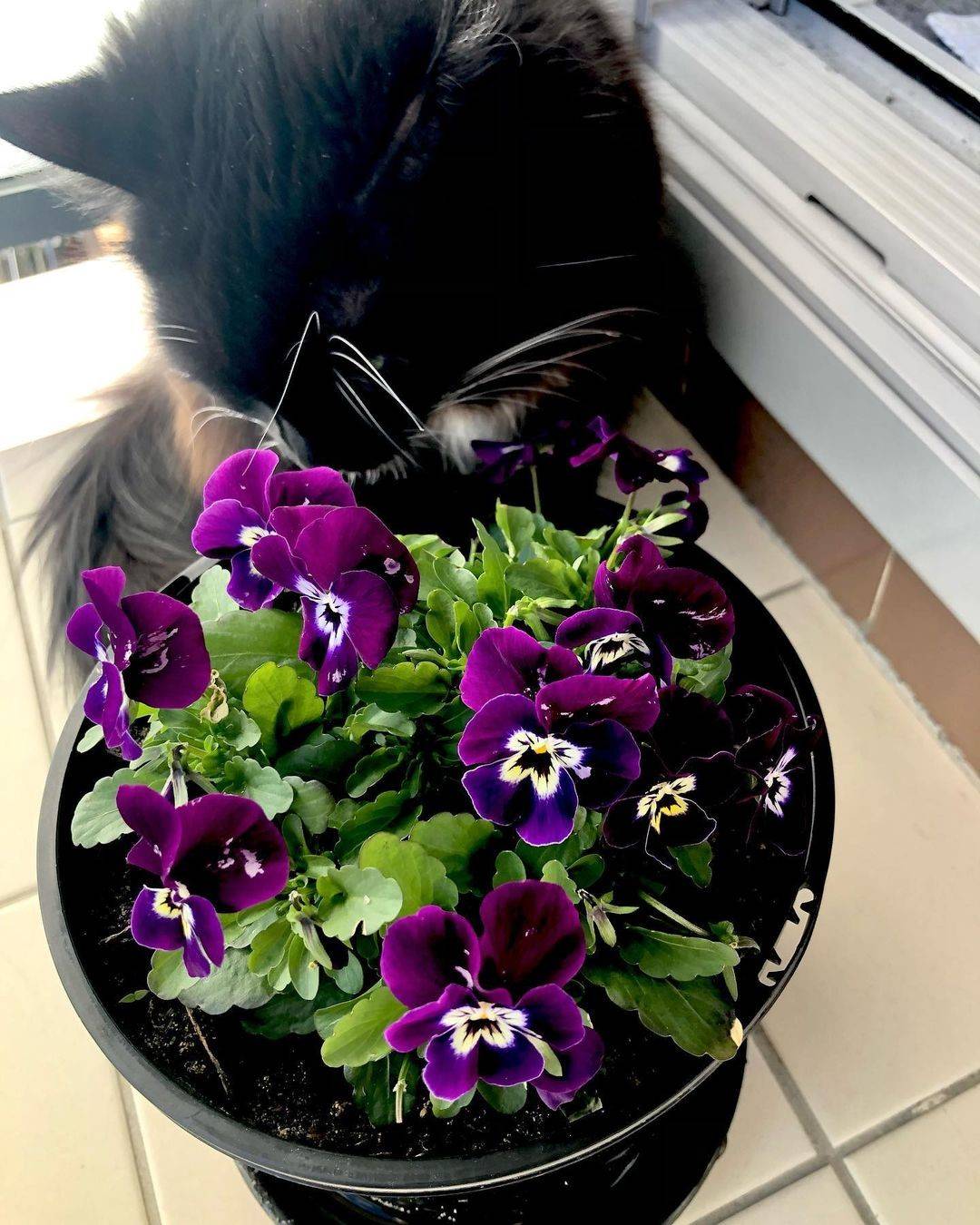 Flowers to Plant in Autumn