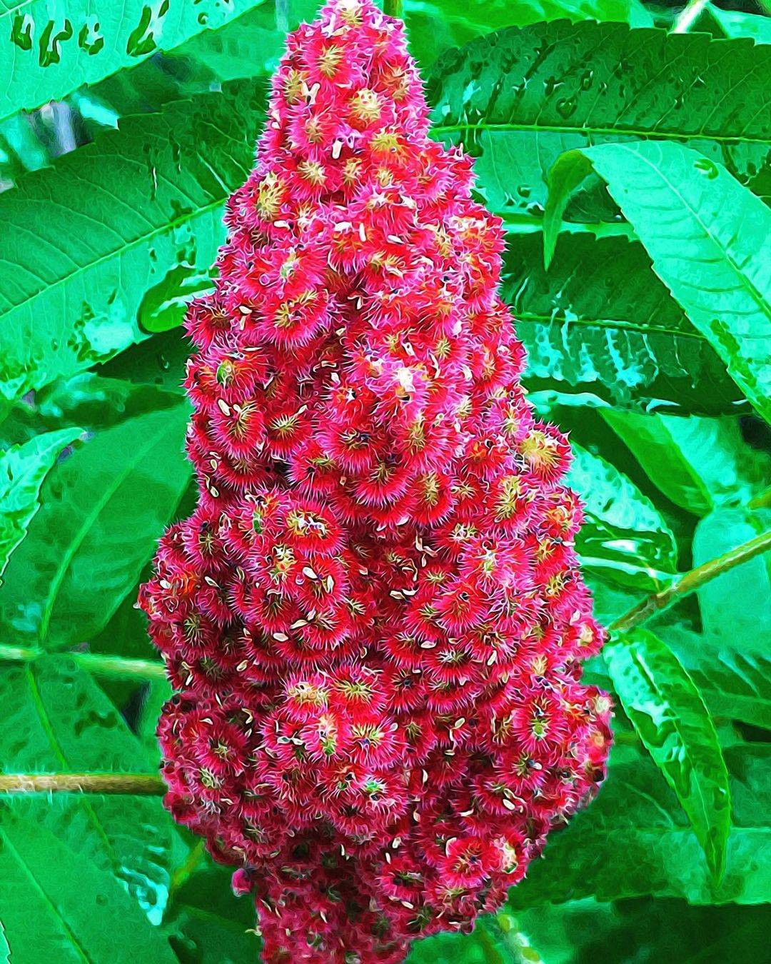 Flowers to Plant in Autumn