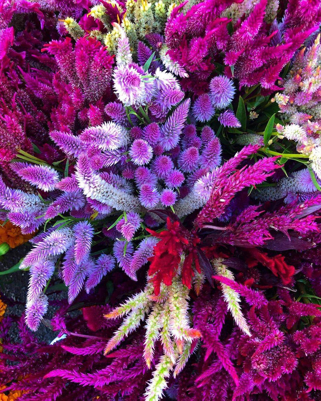 Flowers to Plant in Autumn