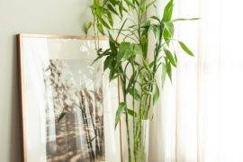 12 Best Low-Maintenance Indoor Houseplants
