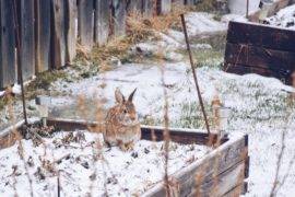 8 Steps to Prepare Your Garden for Winter