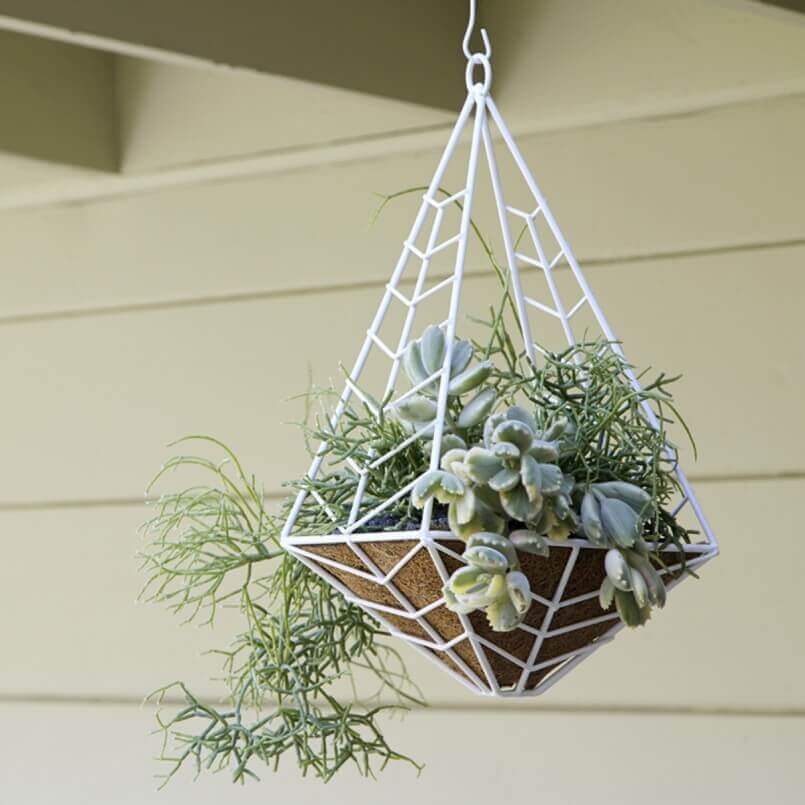 Hanging Plants