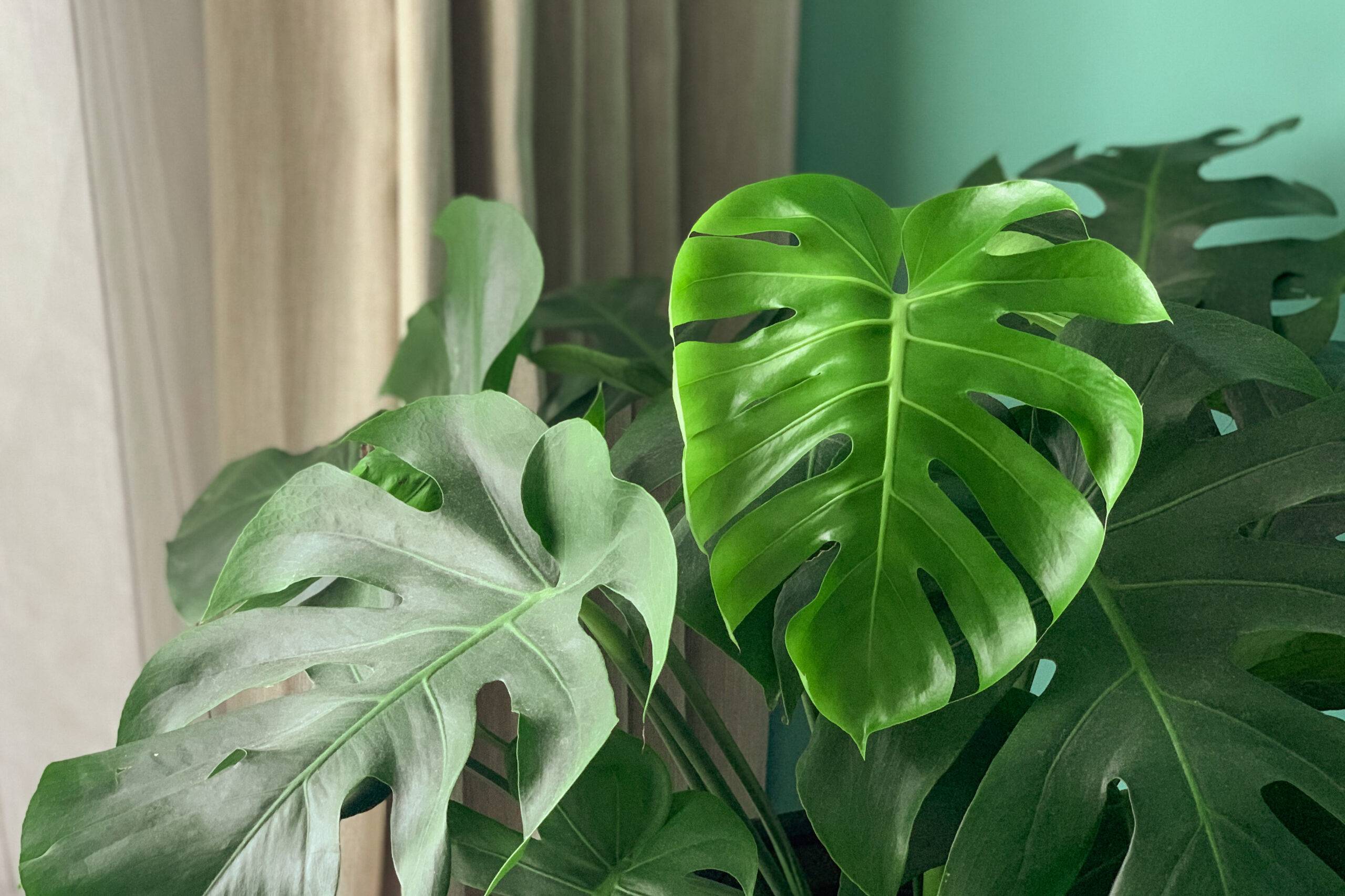 A monstera plant with large leaves near a window.