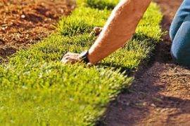 Sod Versus Seed—Which is Better For You & Your Yard?