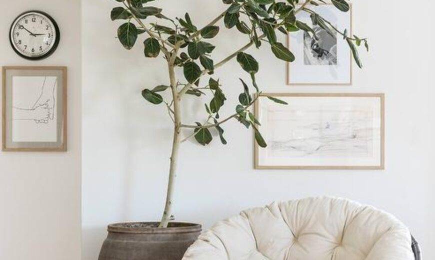 Papasan Chairs: Comfy Seating, Stylish Designs