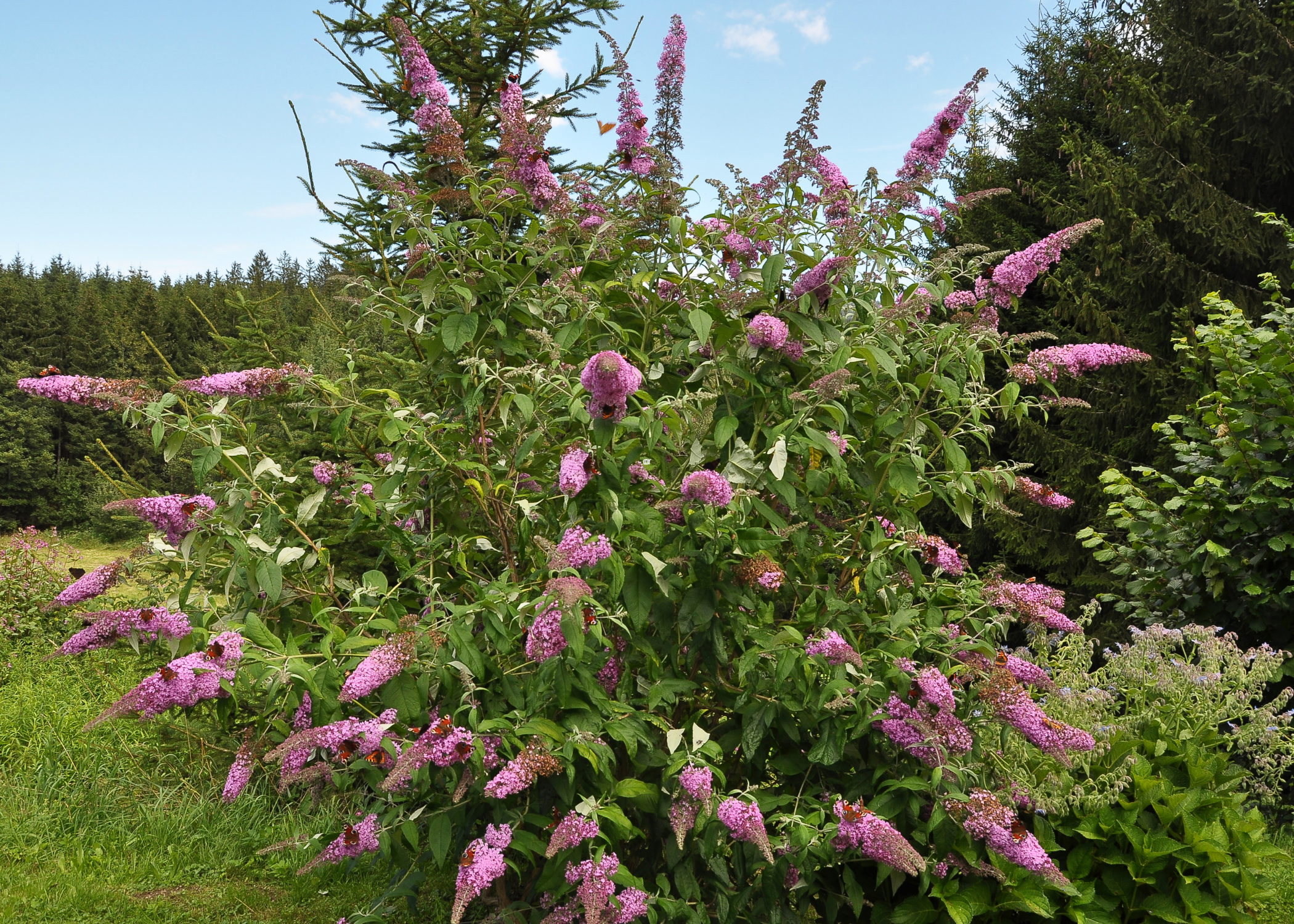 butterfly bush shrub