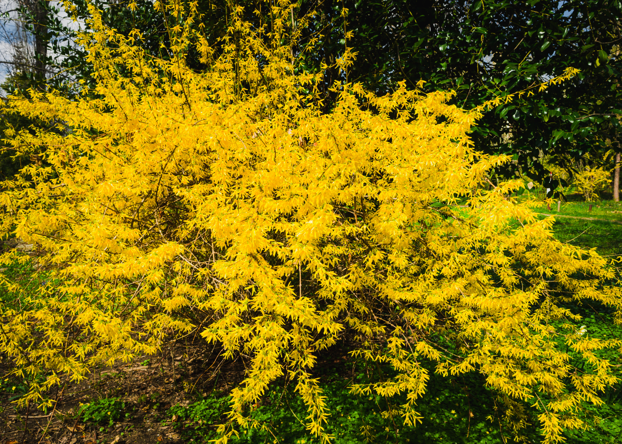 forsythia shrub