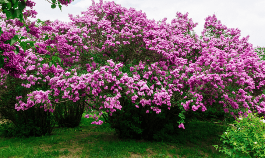 Elevate Your Garden Aesthetic with These Fast Growing Shrubs