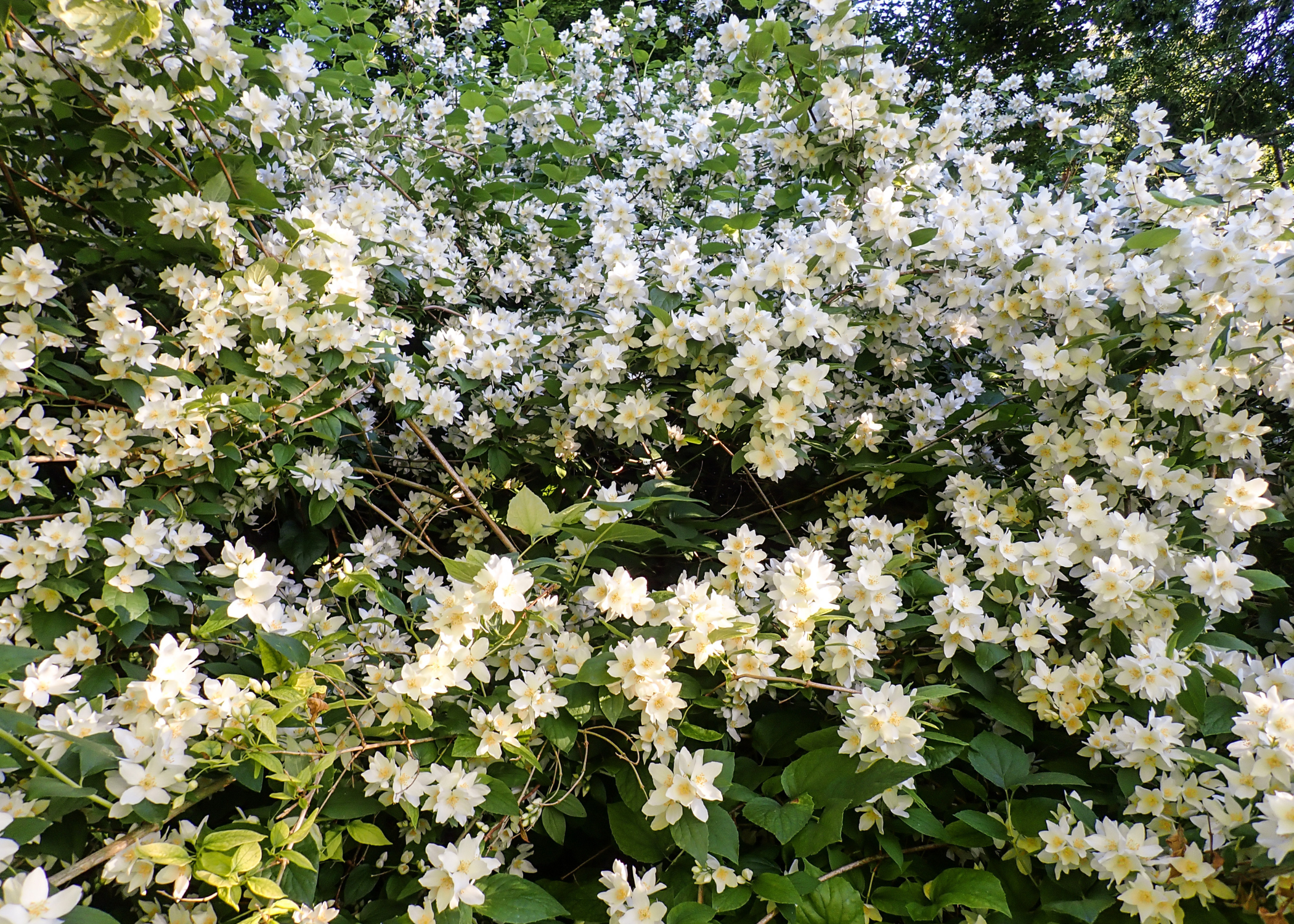 close up of Mock Orange (Philadelphus) shrub