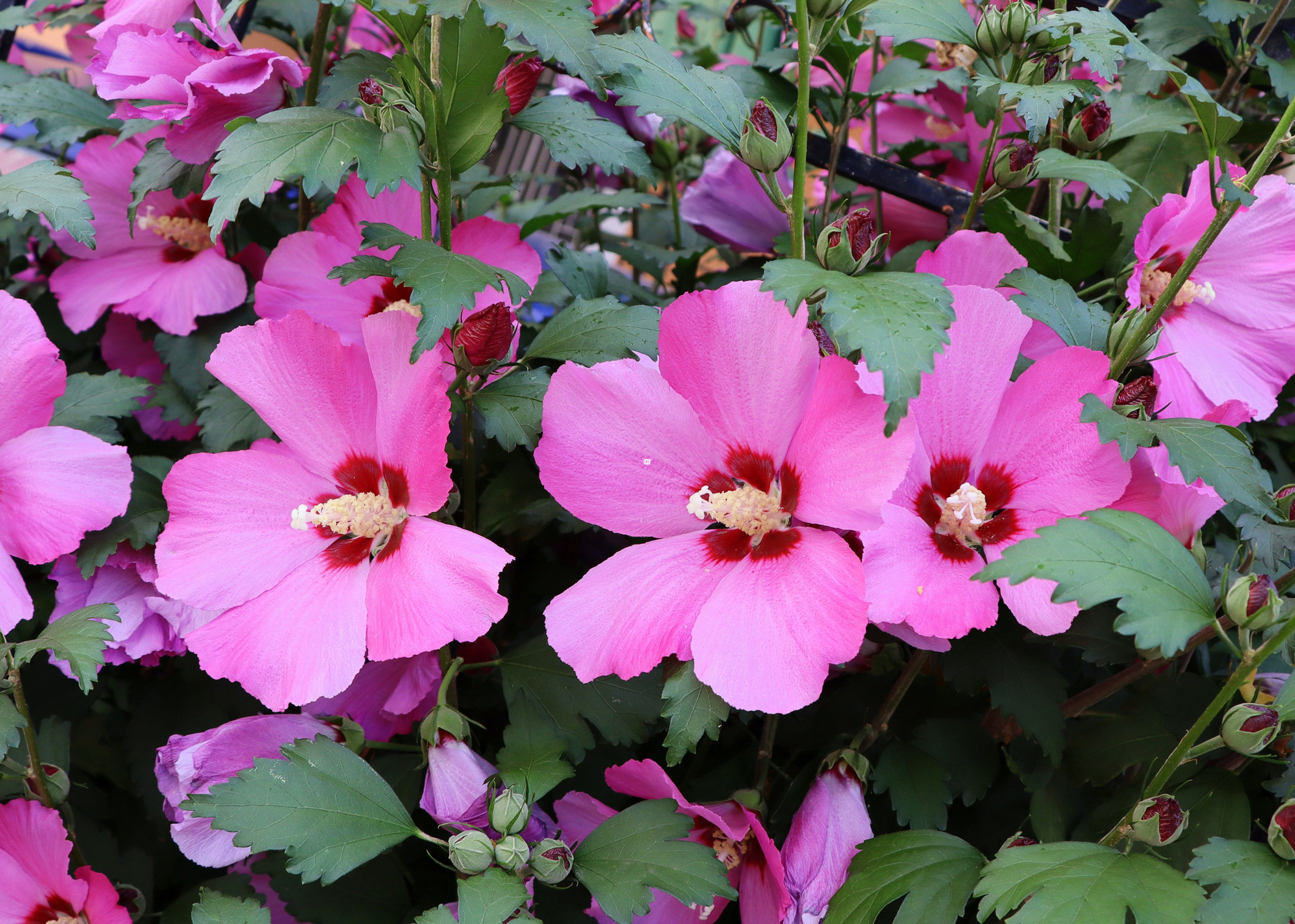 close up of rose of sharon